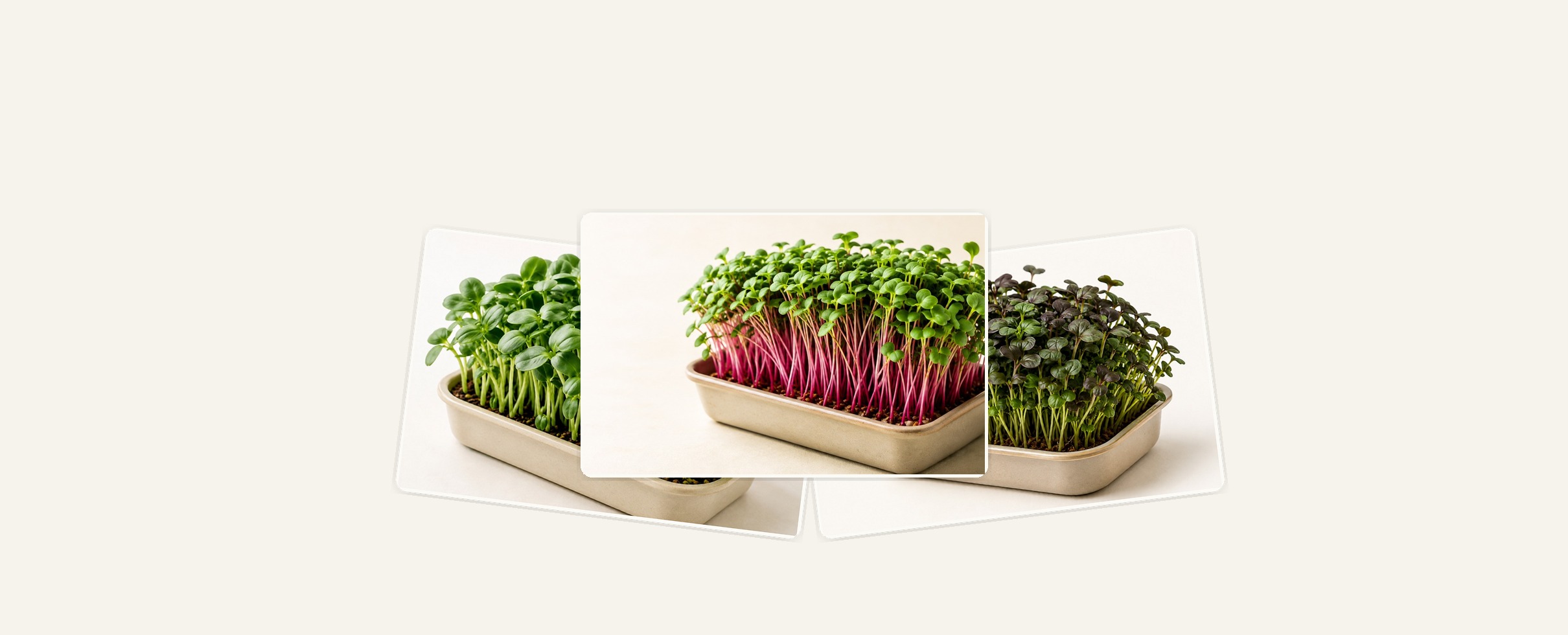 Different microgreen varieties